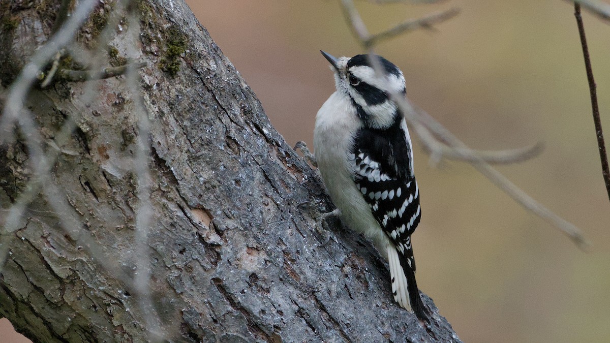 Downy Woodpecker - ML645138438