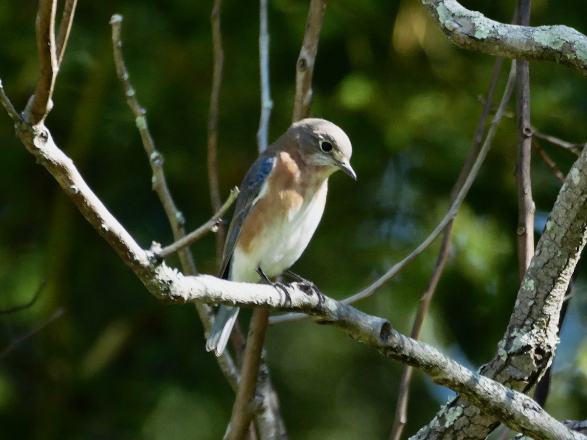 Eastern Bluebird - ML645138441