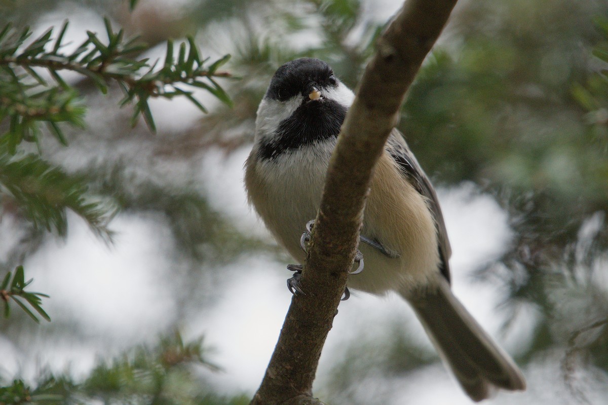 Black-capped Chickadee - ML645138446