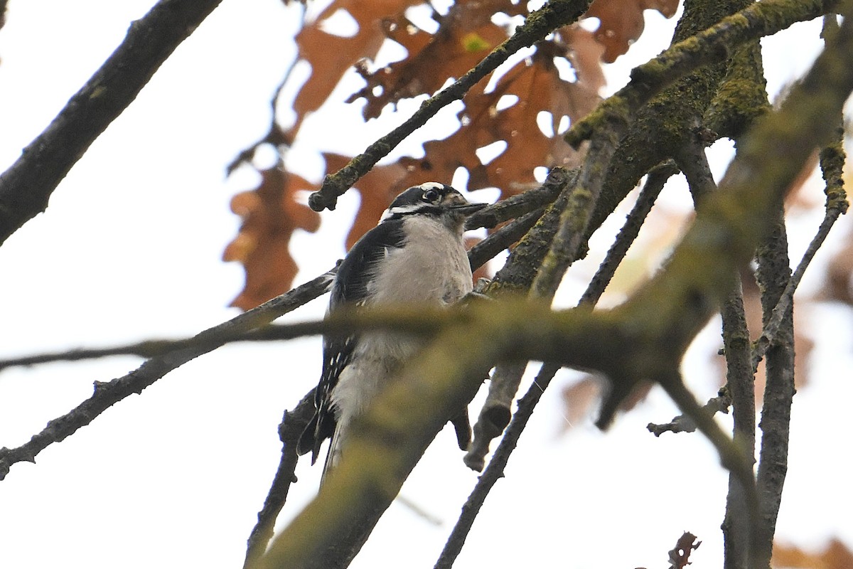 Downy Woodpecker - ML645138447