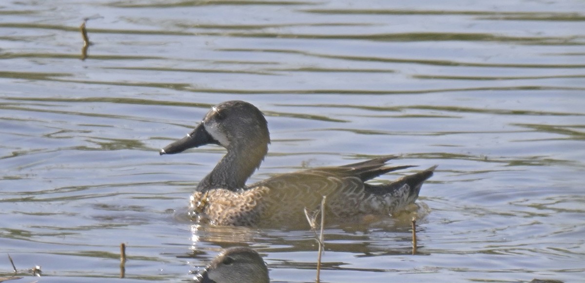 Blue-winged Teal - ML645138448