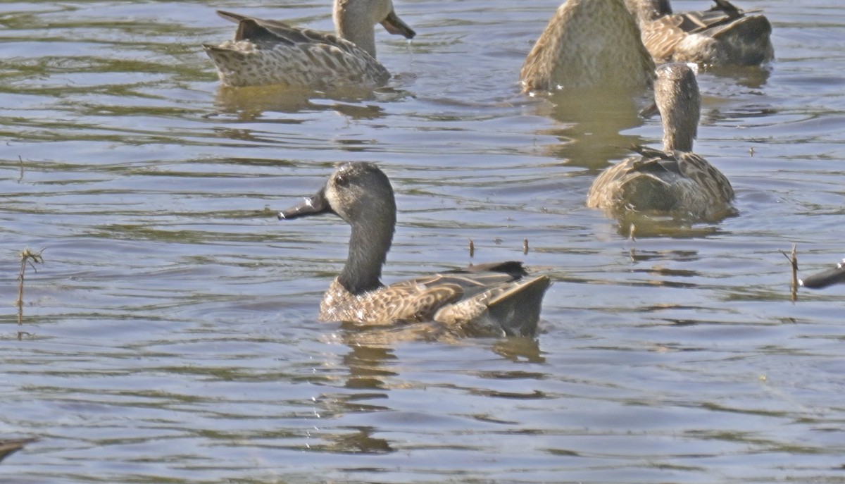 Blue-winged Teal - ML645138449