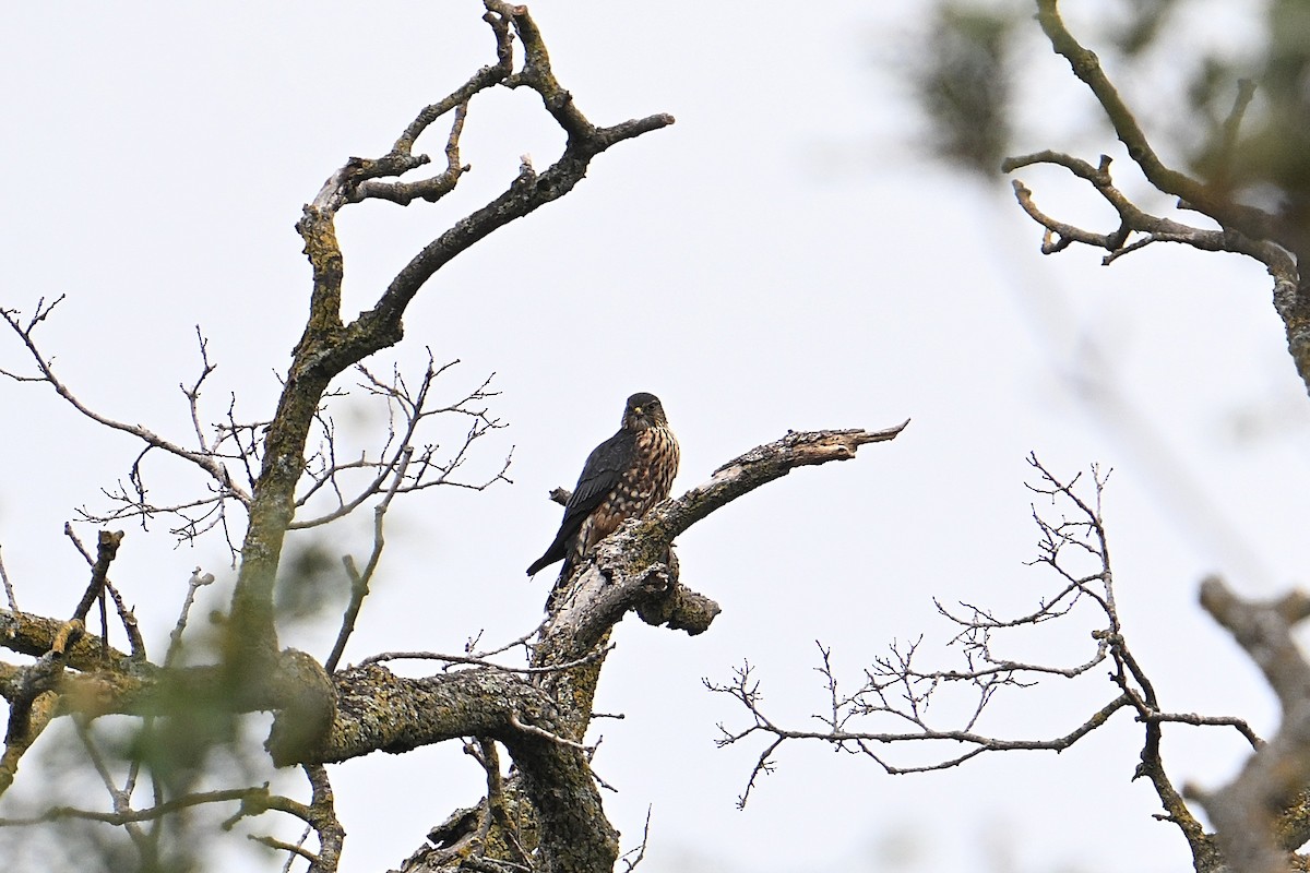 Merlin - ML645138452