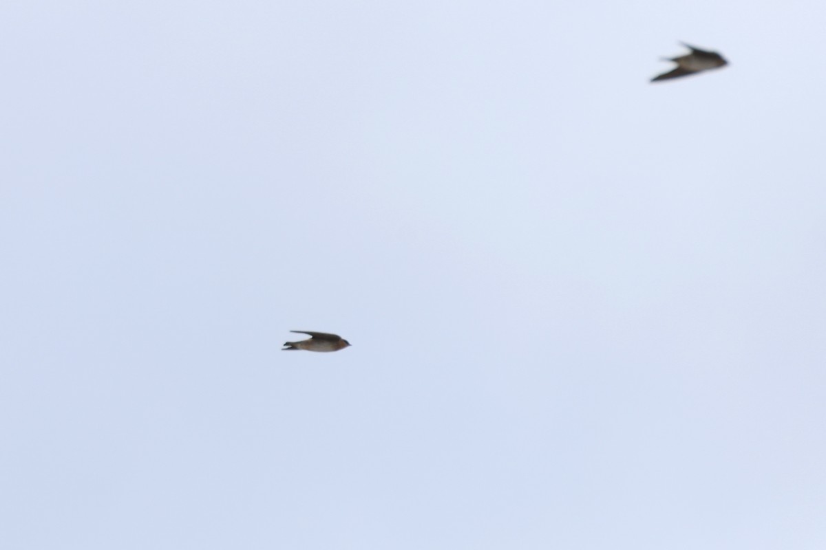 Cave Swallow - ML645138453