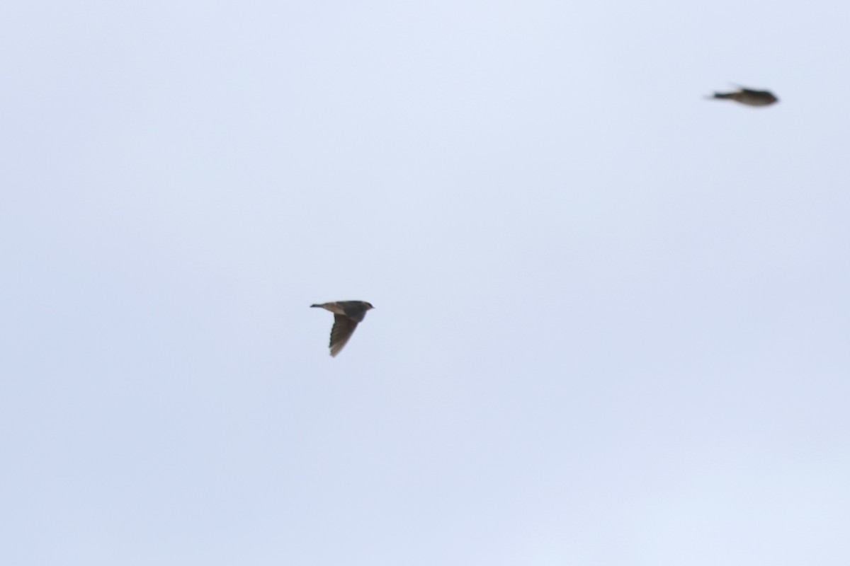 Cave Swallow - ML645138454