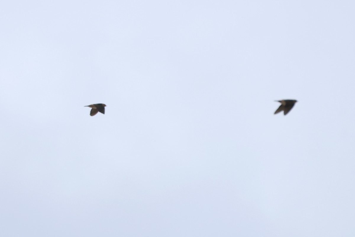 Cave Swallow - ML645138455