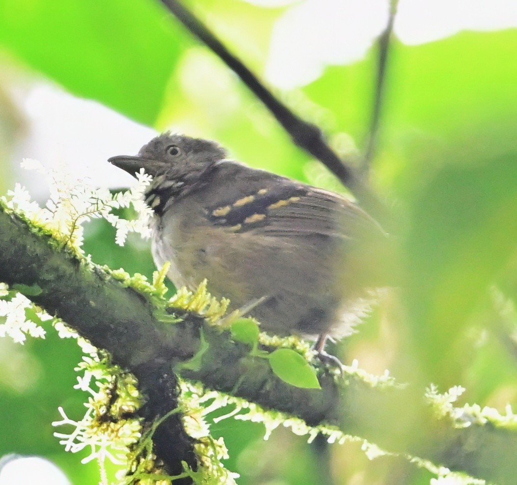 Checker-throated Stipplethroat - ML645138456