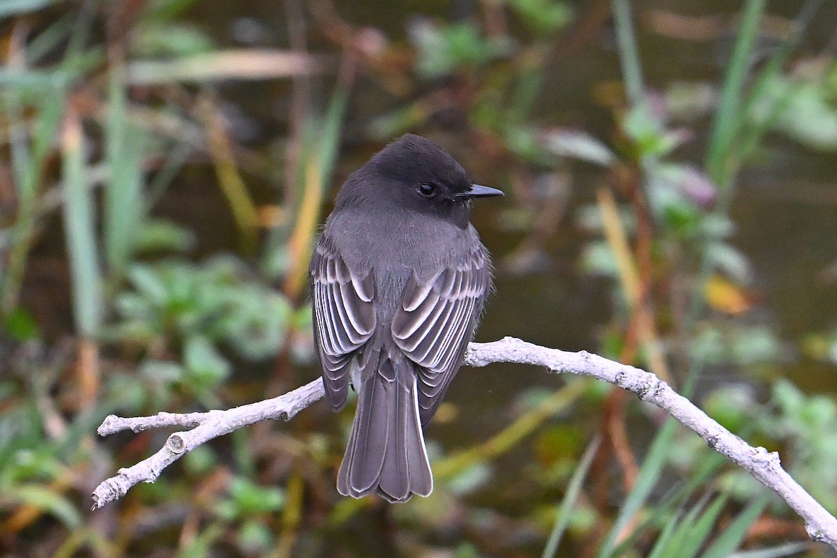 Black Phoebe - ML645138457