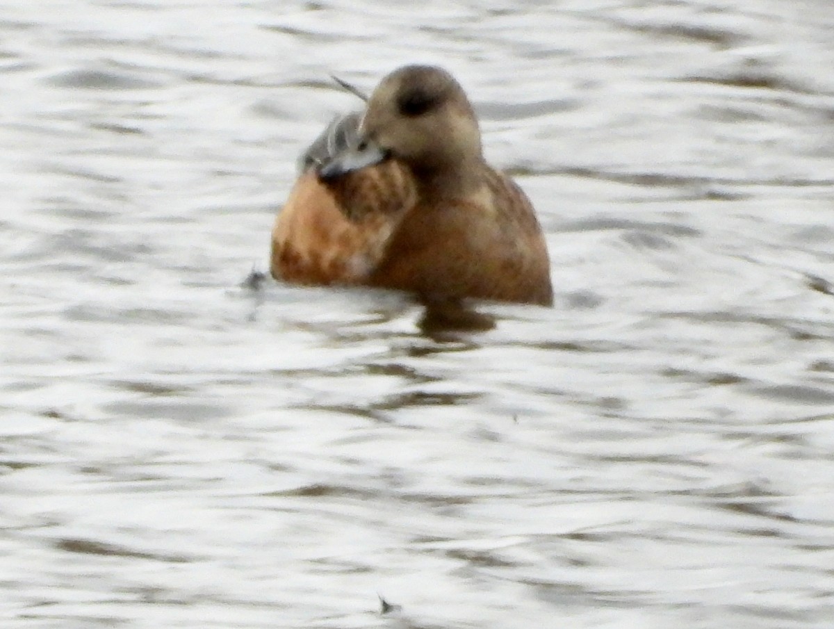 American Wigeon - ML645138458