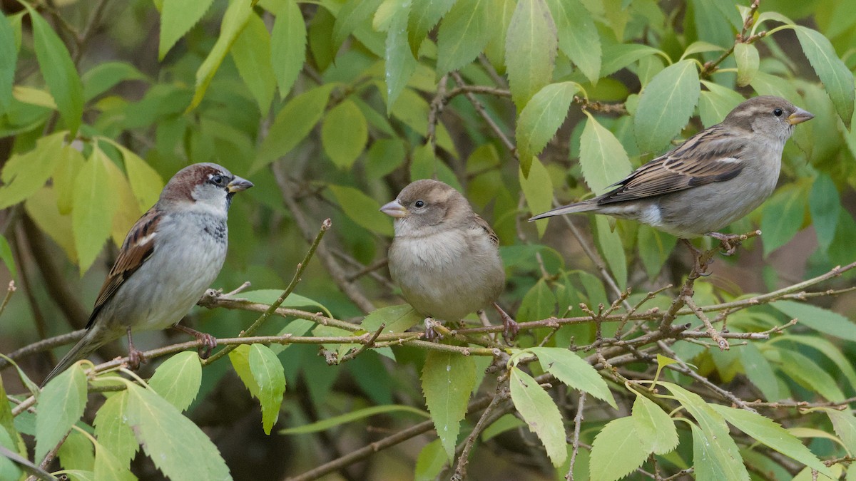 House Sparrow - ML645138459
