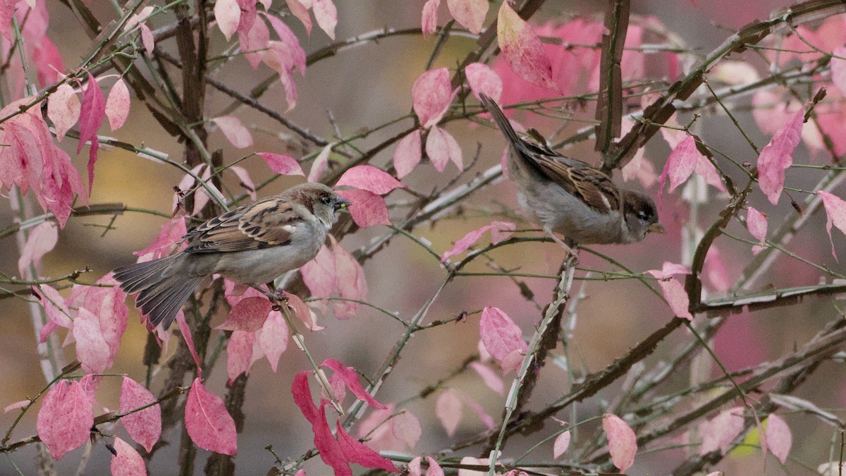 House Sparrow - ML645138460