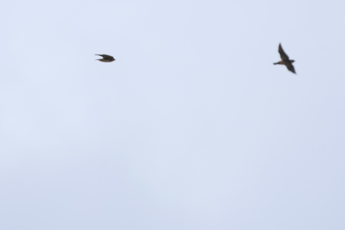 Cave Swallow - ML645138461