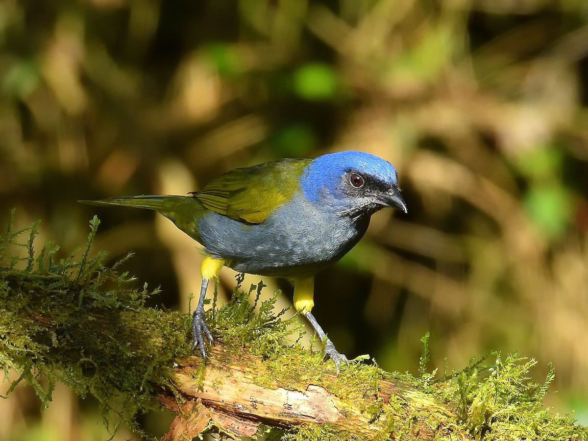 Blue-capped Tanager - ML645138462