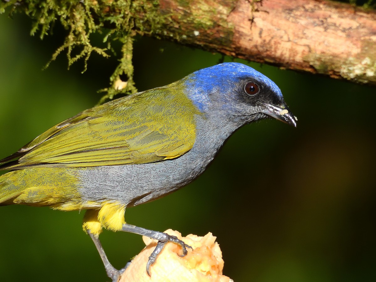 Blue-capped Tanager - ML645138463