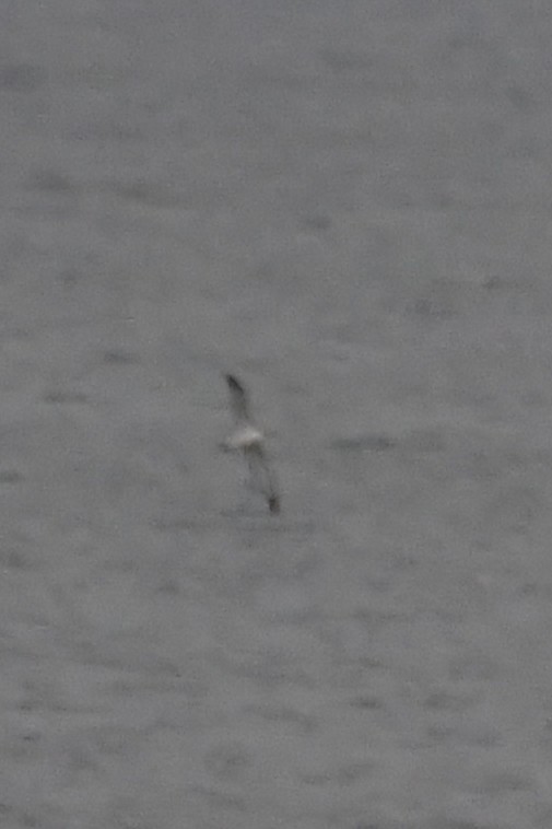 White-capped Albatross - ML645138467