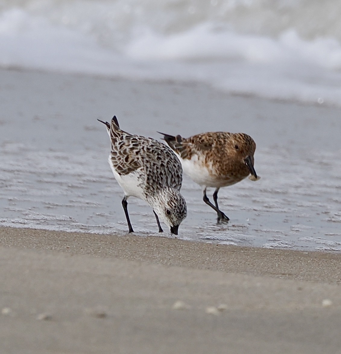 Sanderling - ML645138468