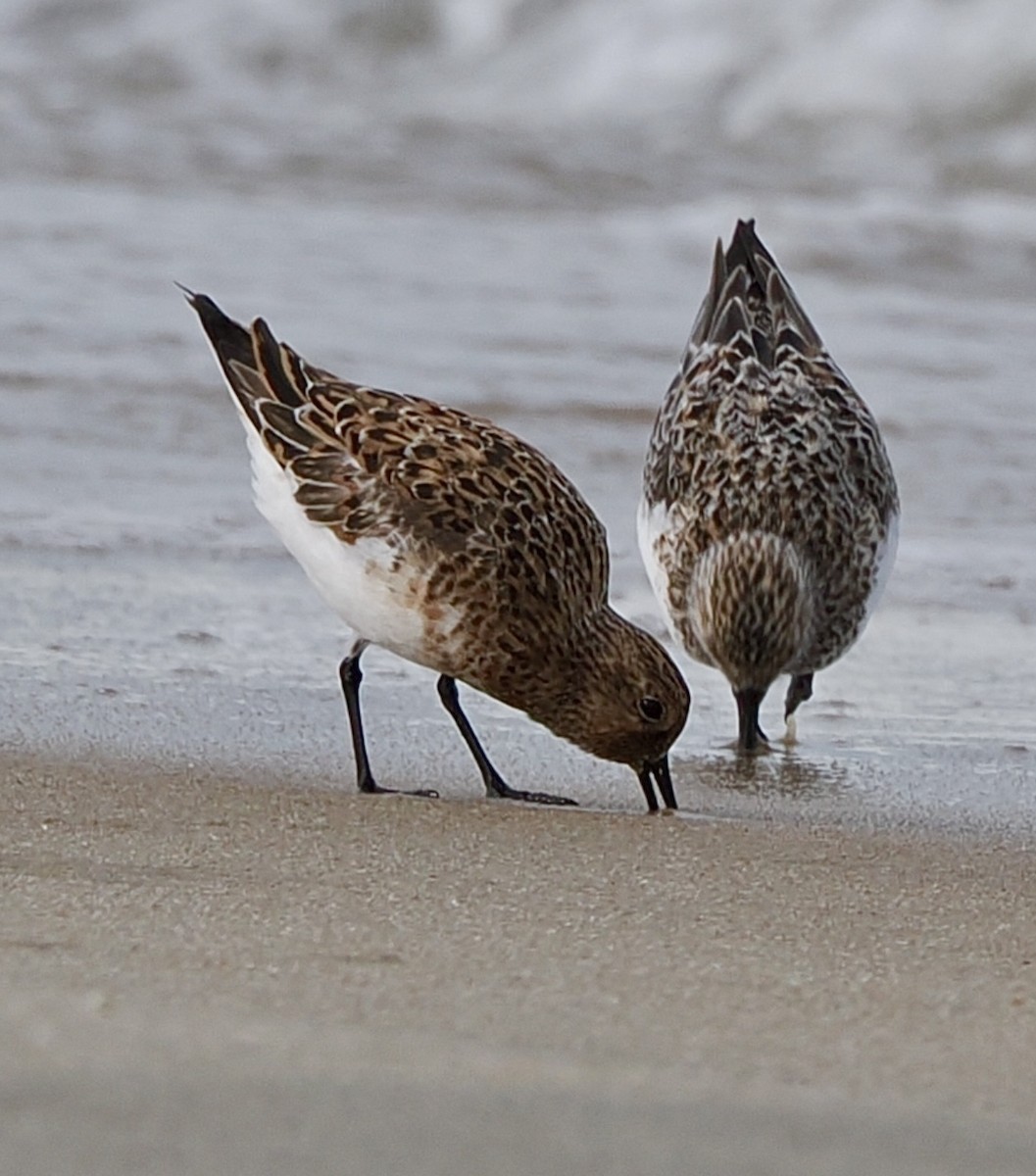 Sanderling - ML645138469