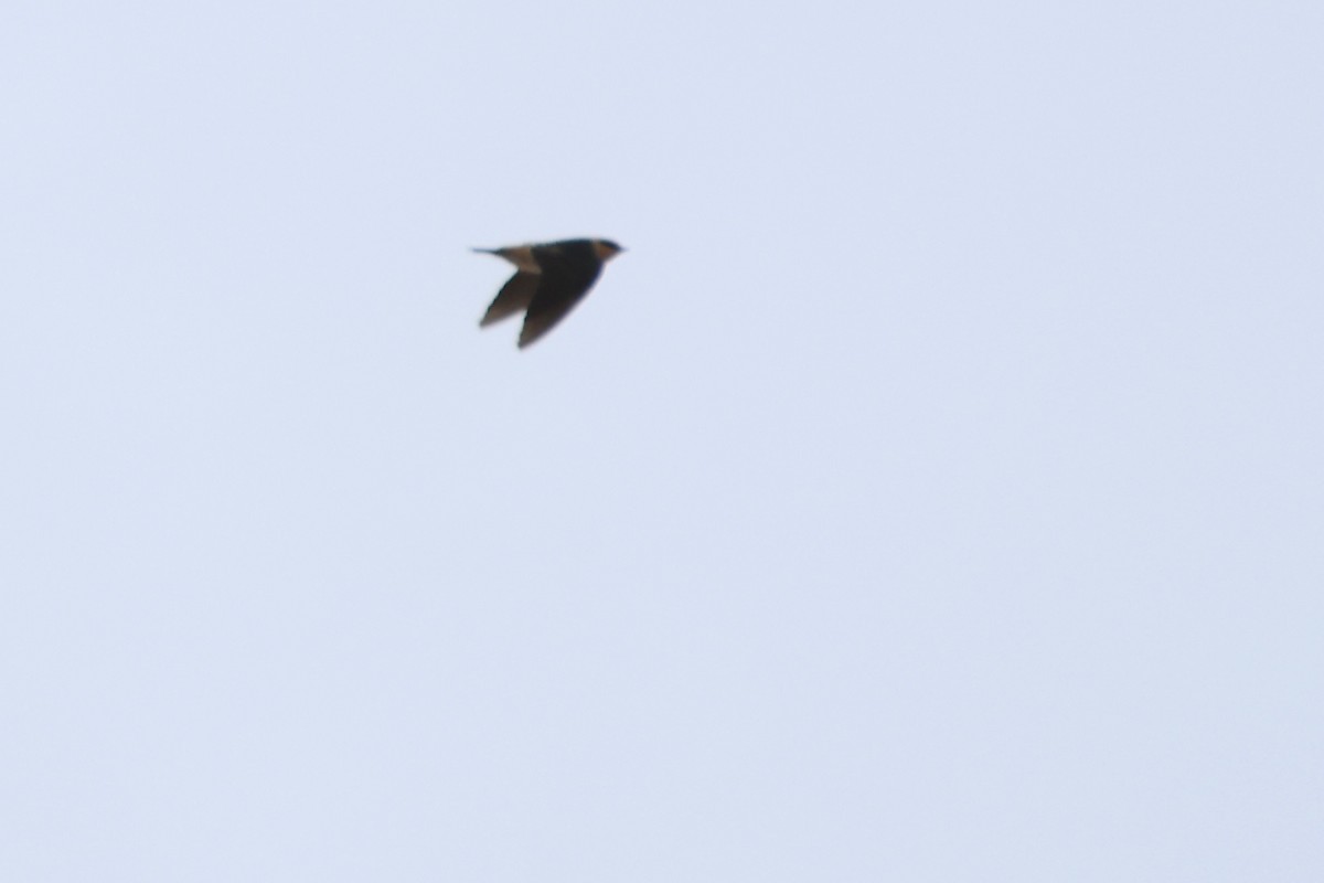 Cave Swallow - ML645138470
