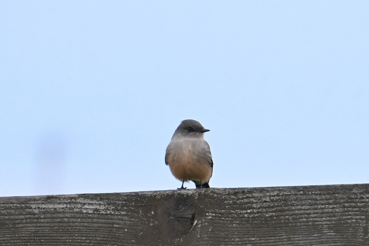 Say's Phoebe - ML645138471