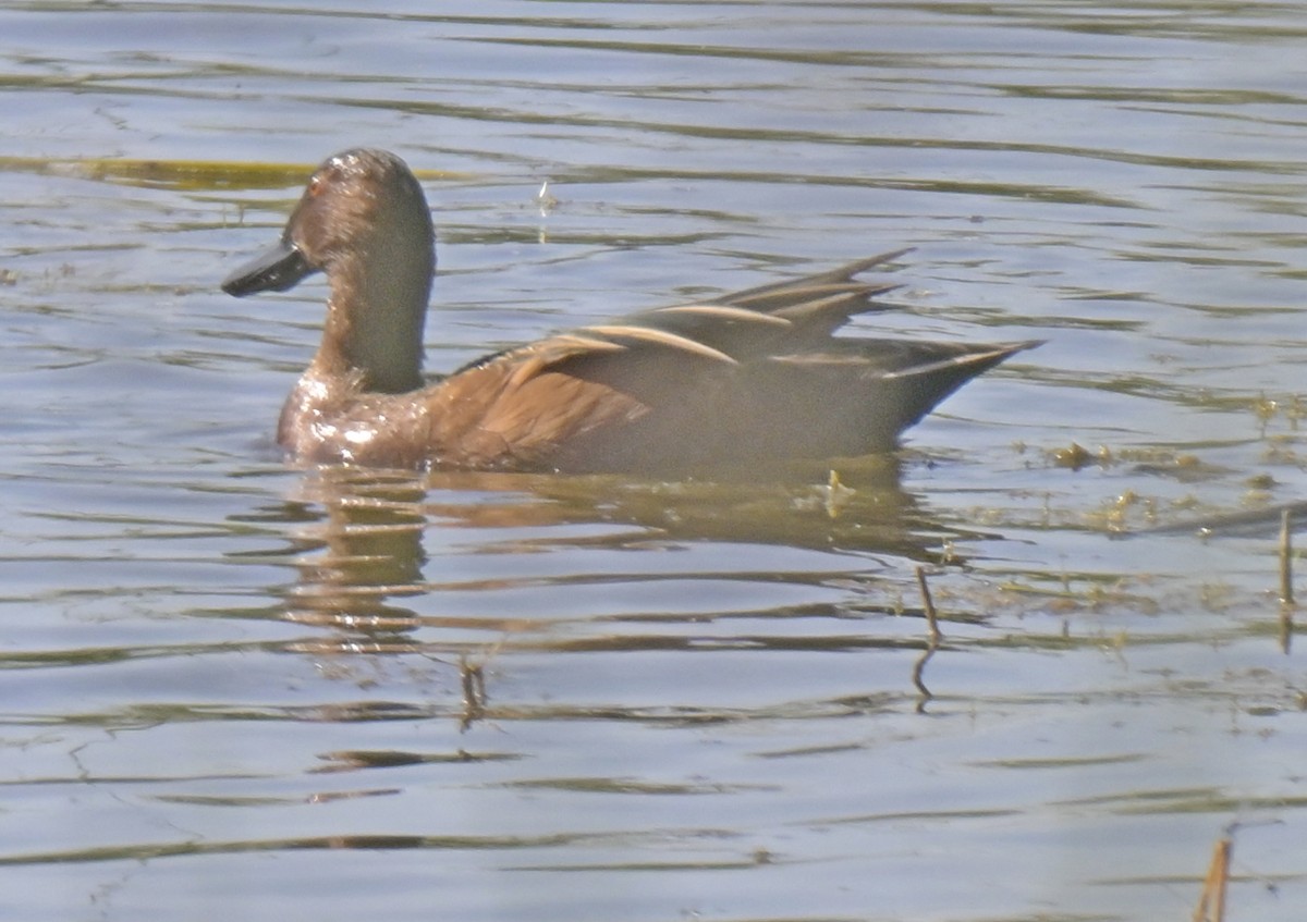 Cinnamon Teal - ML645138473
