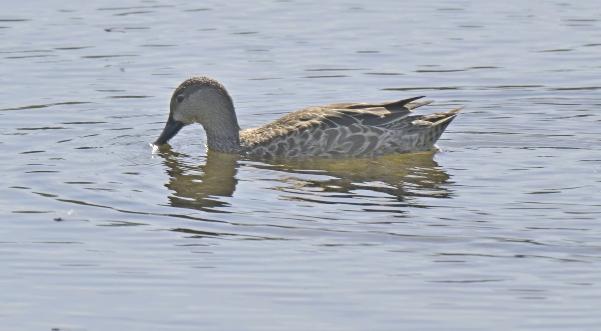 Cinnamon Teal - ML645138474