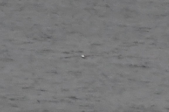 White-capped Albatross - ML645138475