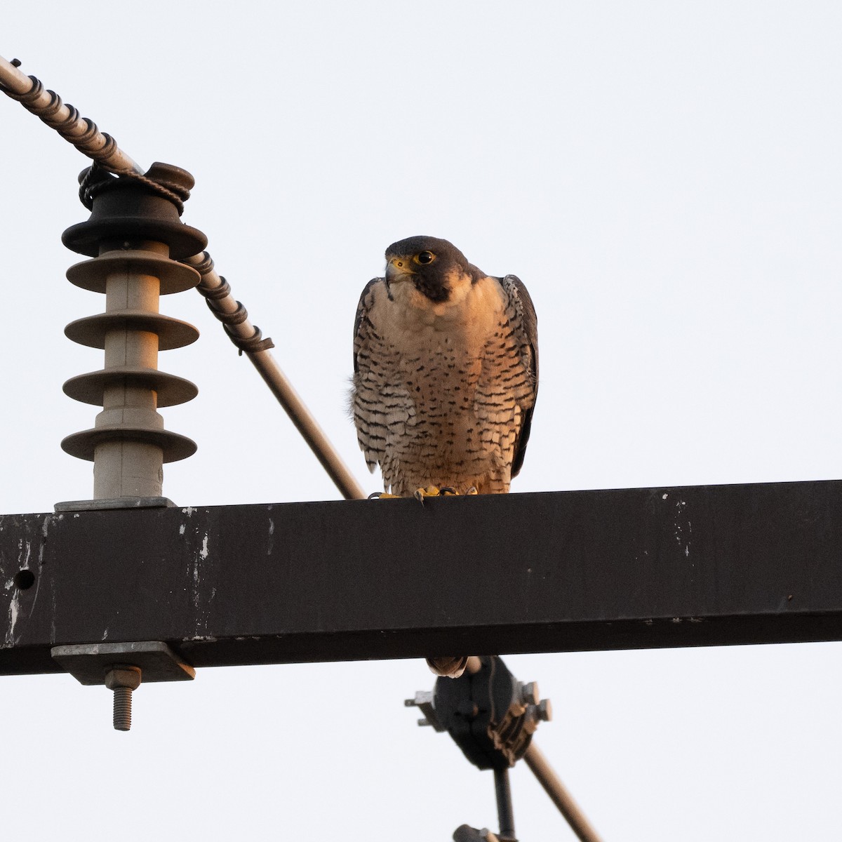 Peregrine Falcon - ML645138476