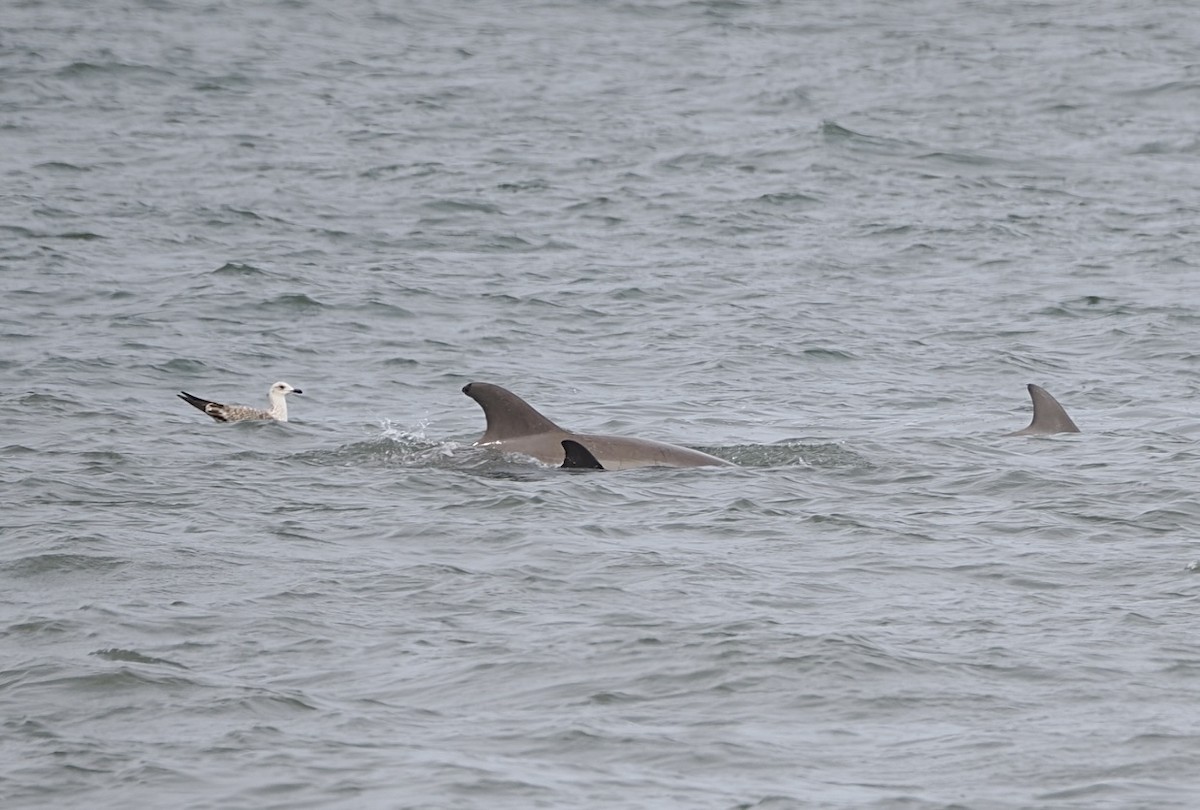 Great Black-backed Gull - ML645138477
