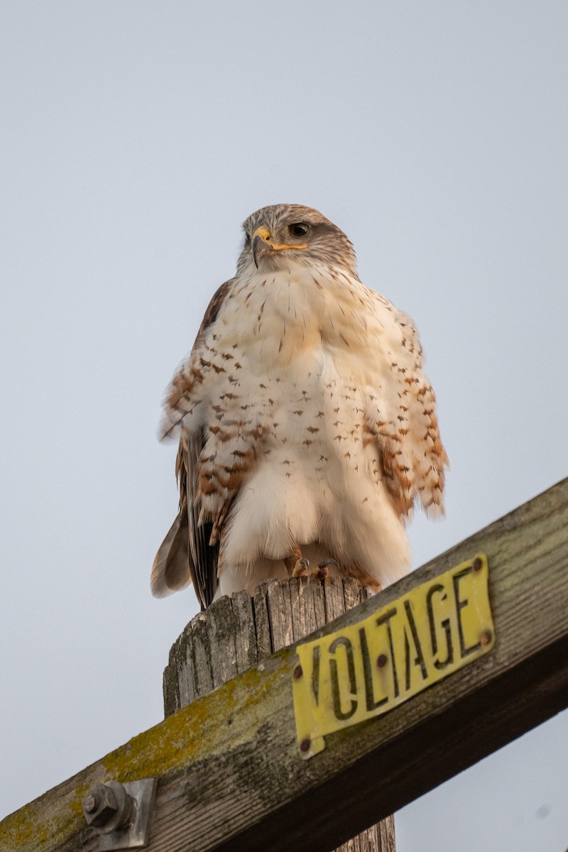 Ferruginous Hawk - ML645138480