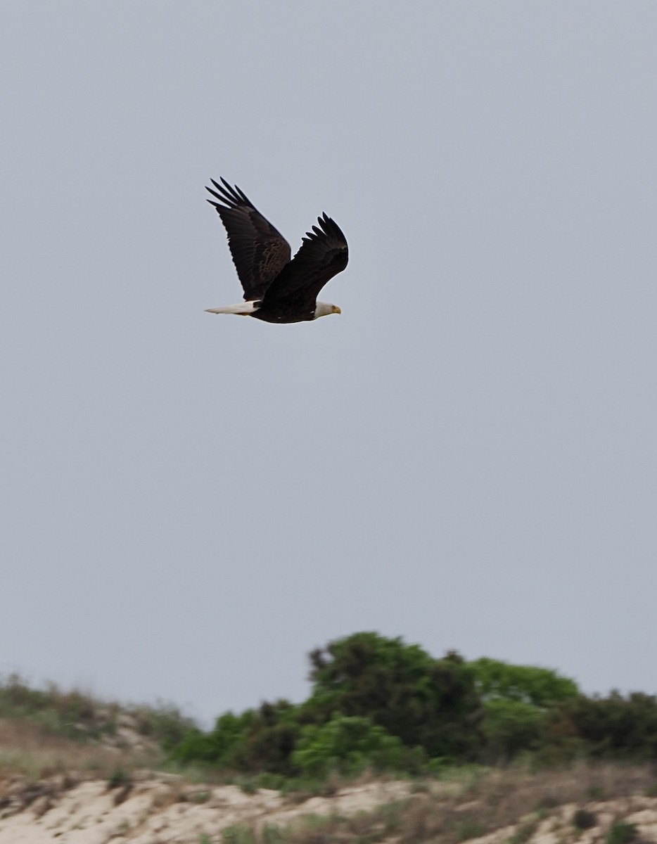 Bald Eagle - ML645138500