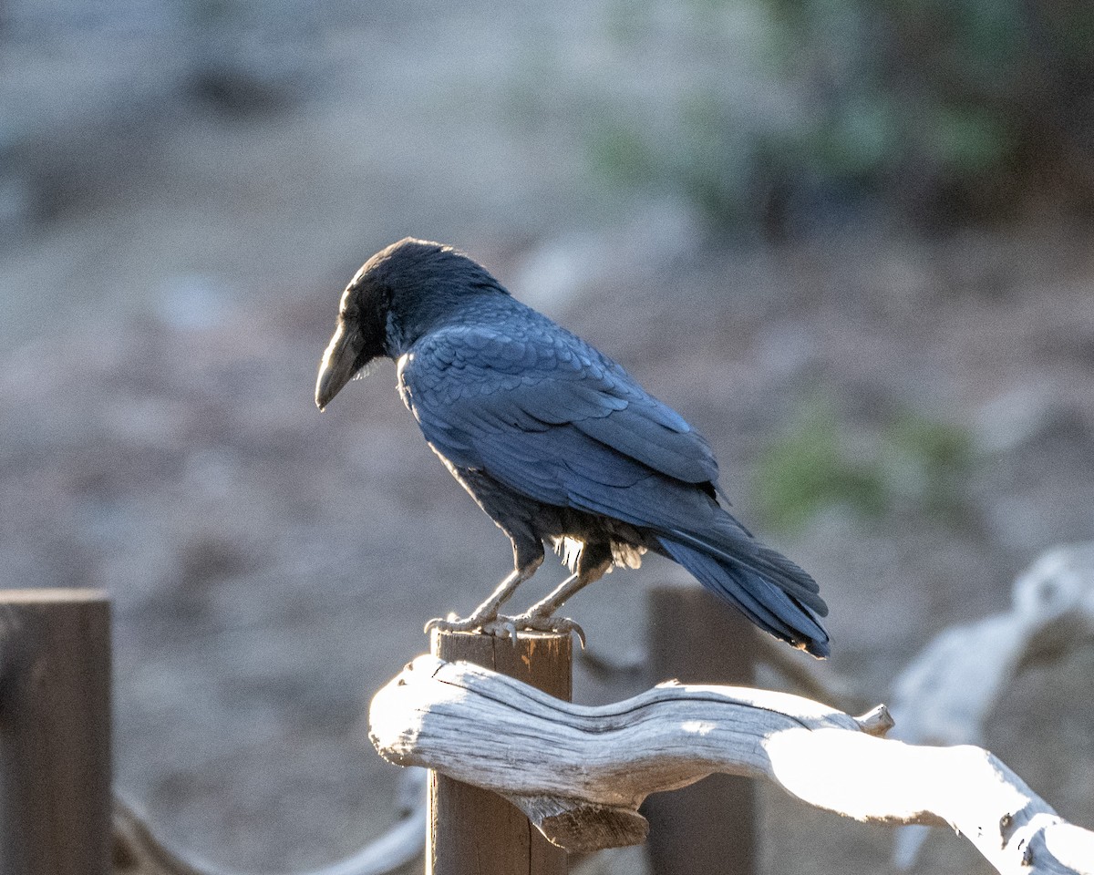 Kolkrabe - ML645138506