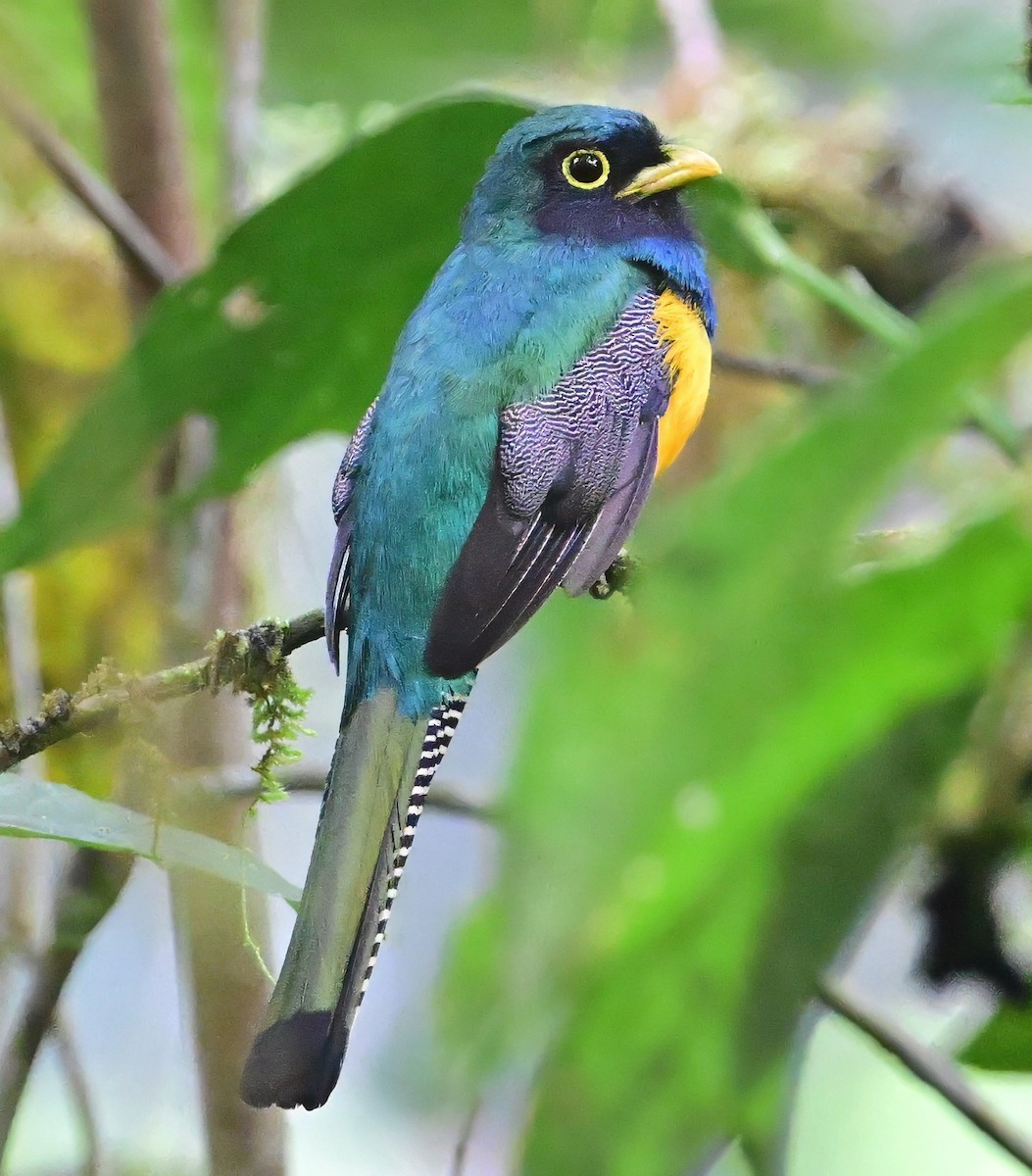 Choco Black-throated Trogon - ML645138508