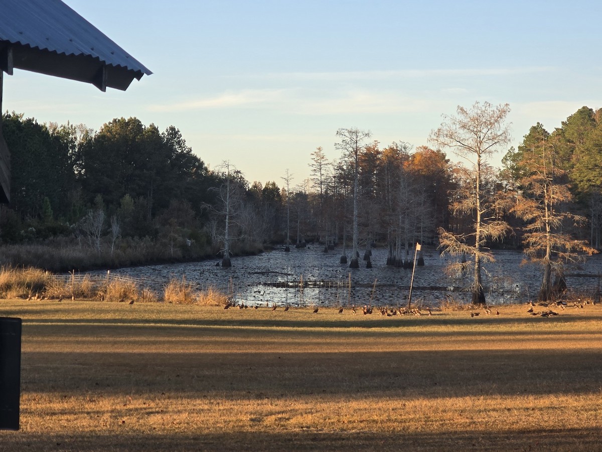 Black-bellied Whistling-Duck (Northern) - ML645138512