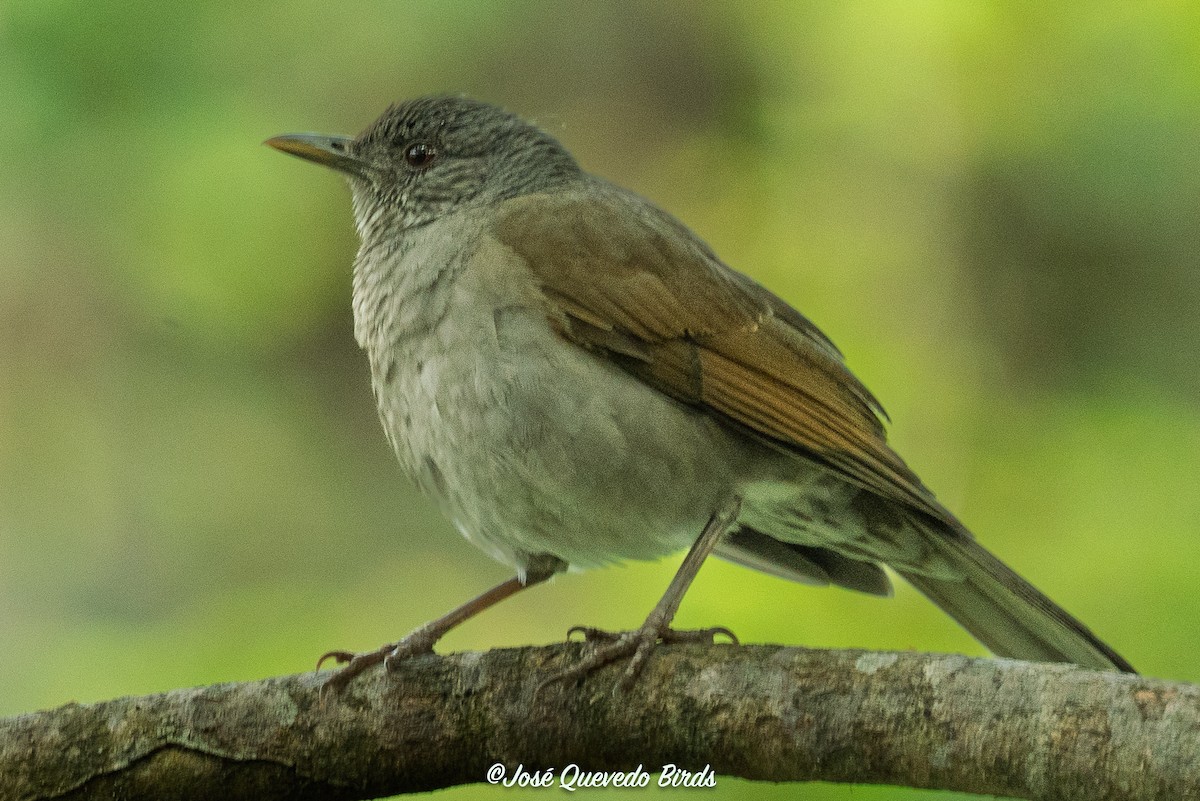 Pale-breasted Thrush - ML645138523