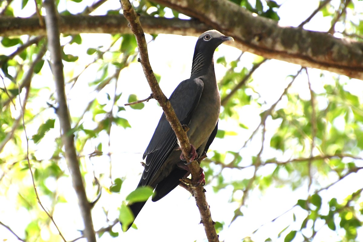 holub antilský - ML645138549