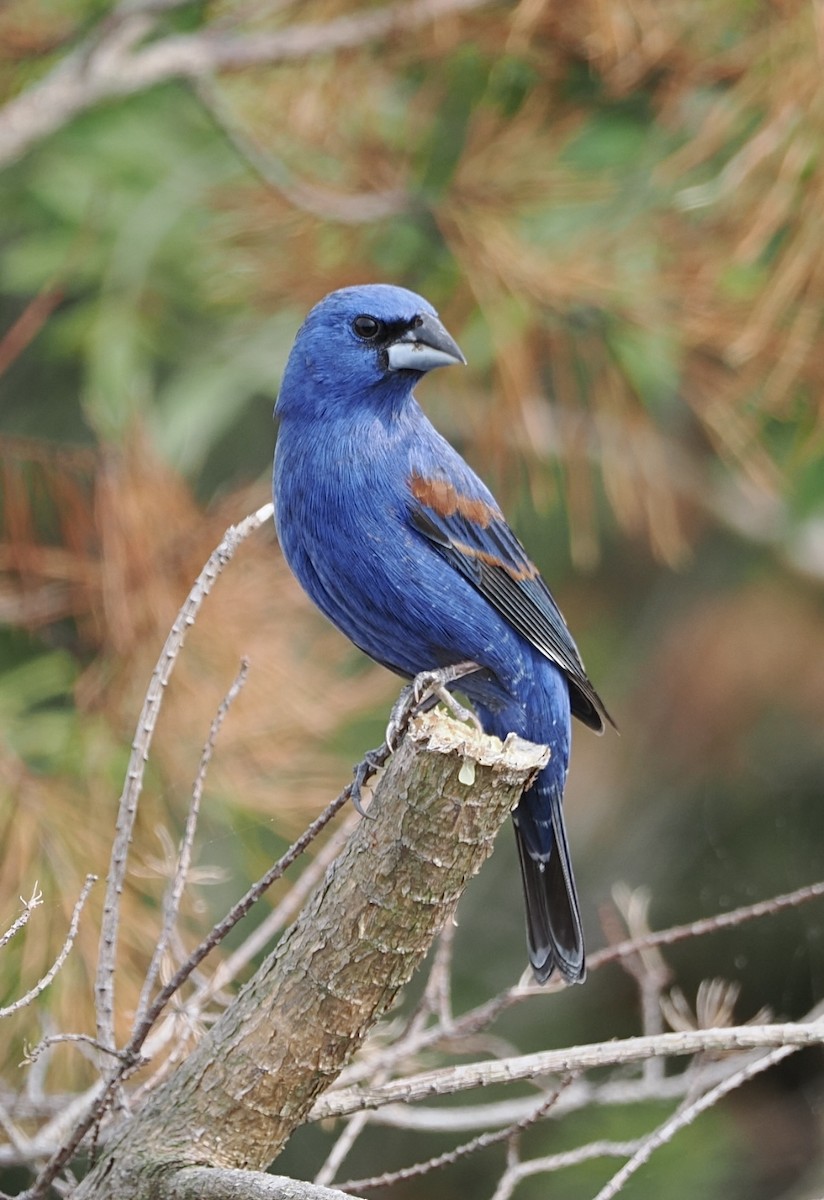 Blue Grosbeak - ML645138552