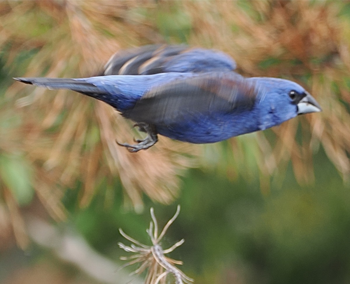 Blue Grosbeak - ML645138553