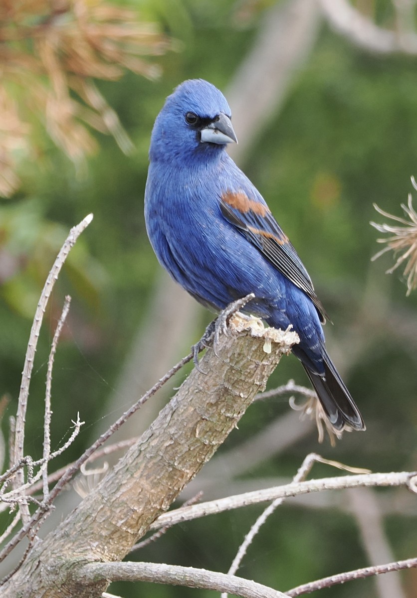 Blue Grosbeak - ML645138554