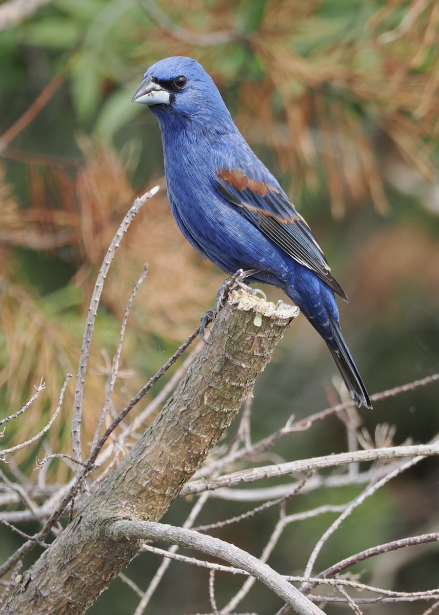 Blue Grosbeak - ML645138555
