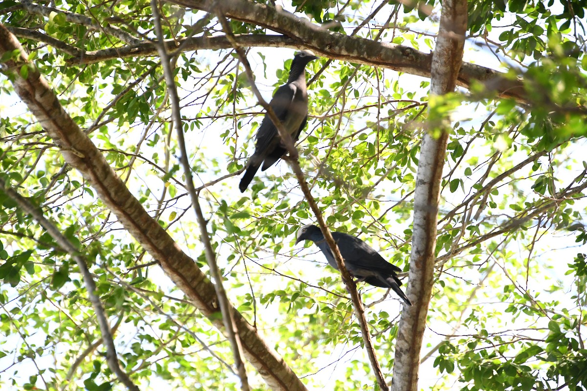 holub antilský - ML645138561