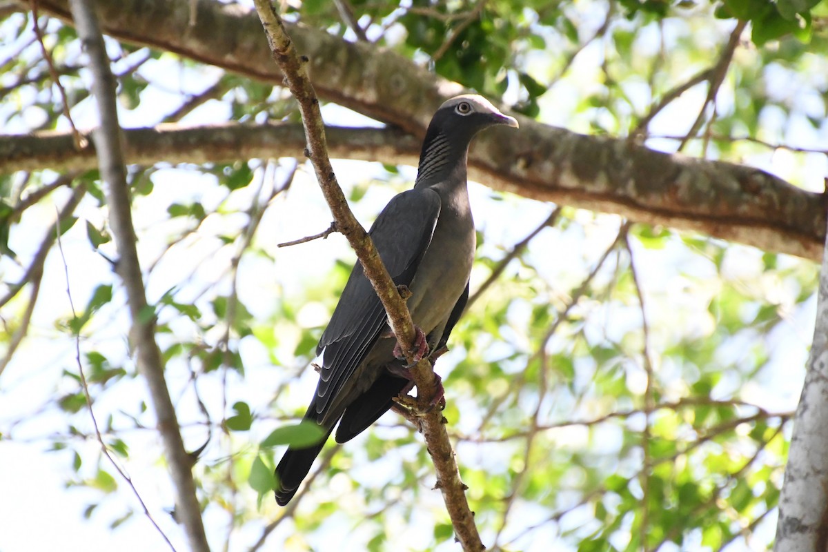 holub antilský - ML645138570