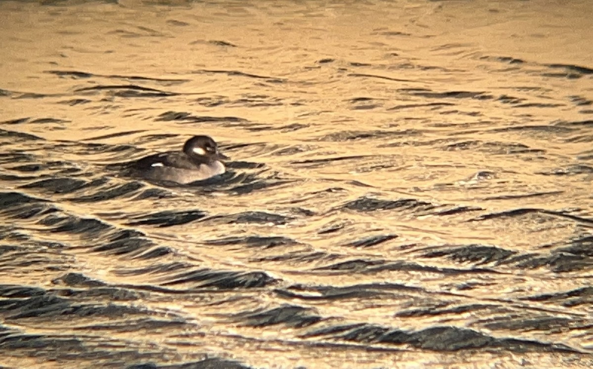 Bufflehead - ML645138576