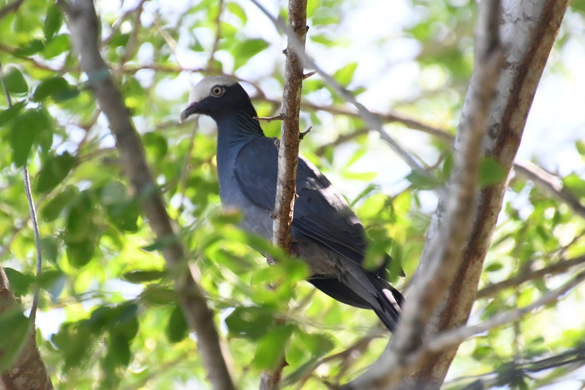 holub antilský - ML645138582