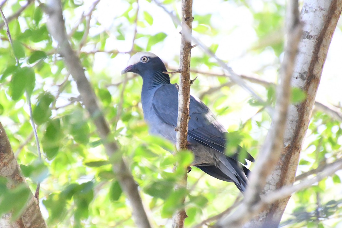 holub antilský - ML645138586