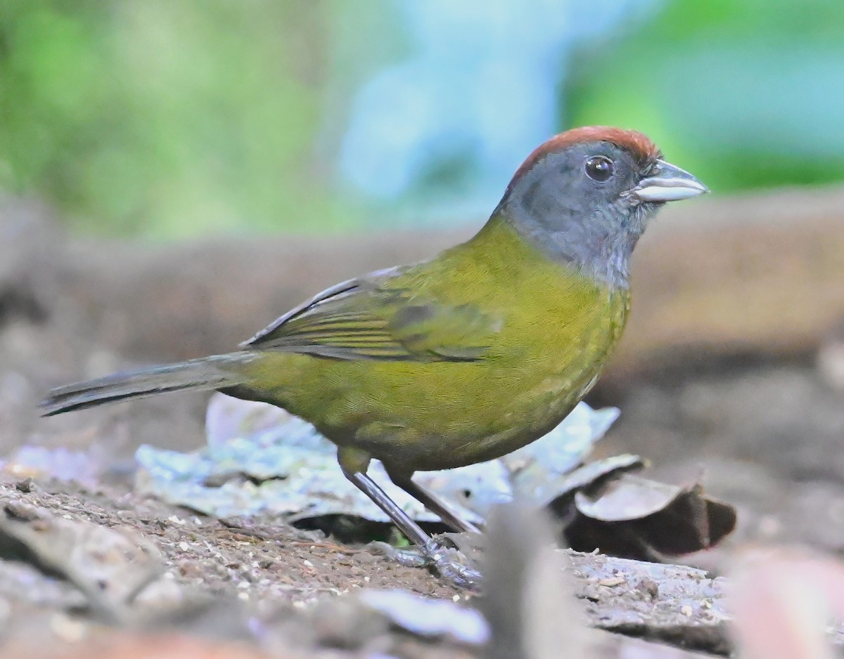 kastanjekronespurv - ML645138589