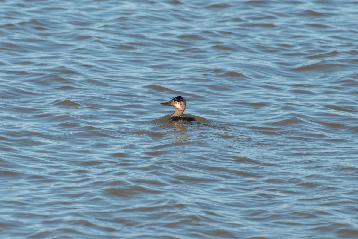 Савка американська - ML645138600