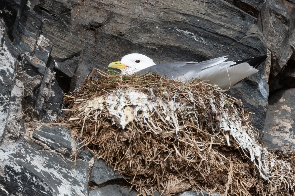 Black-legged Kittiwake - ML645138612