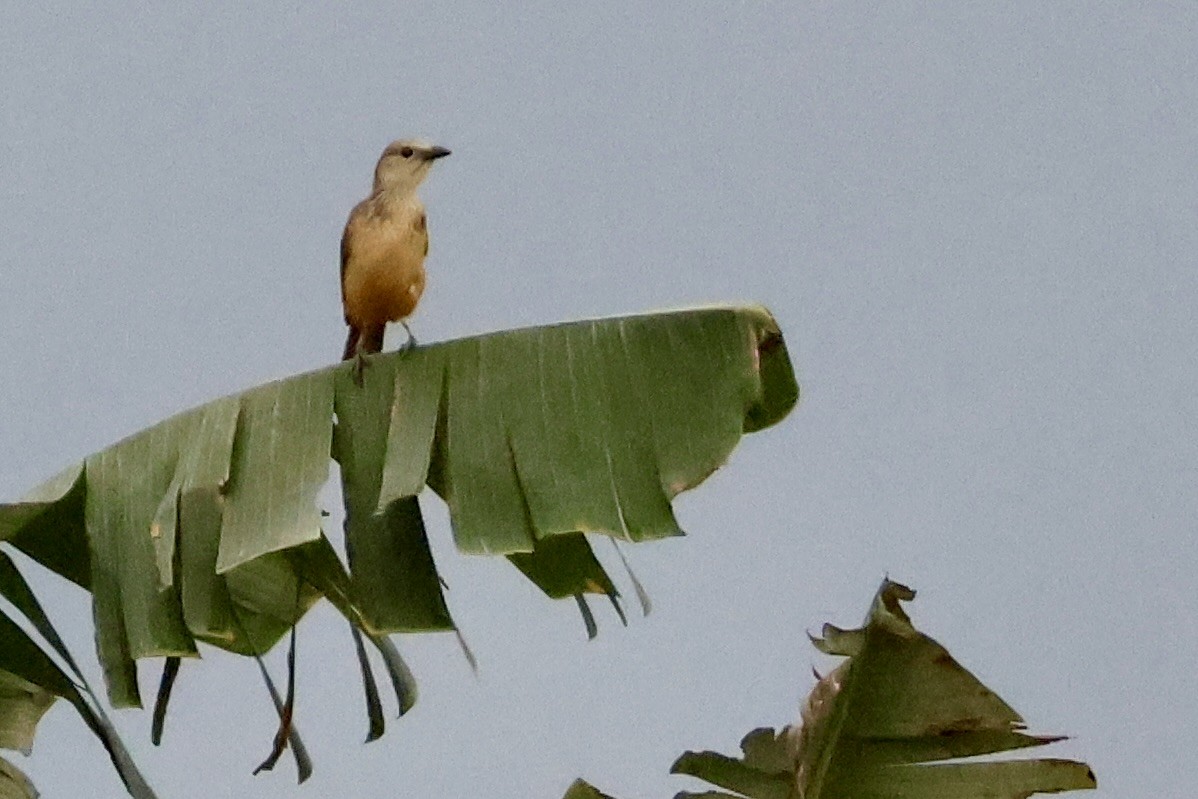 Fawn-breasted Bowerbird - ML645138621