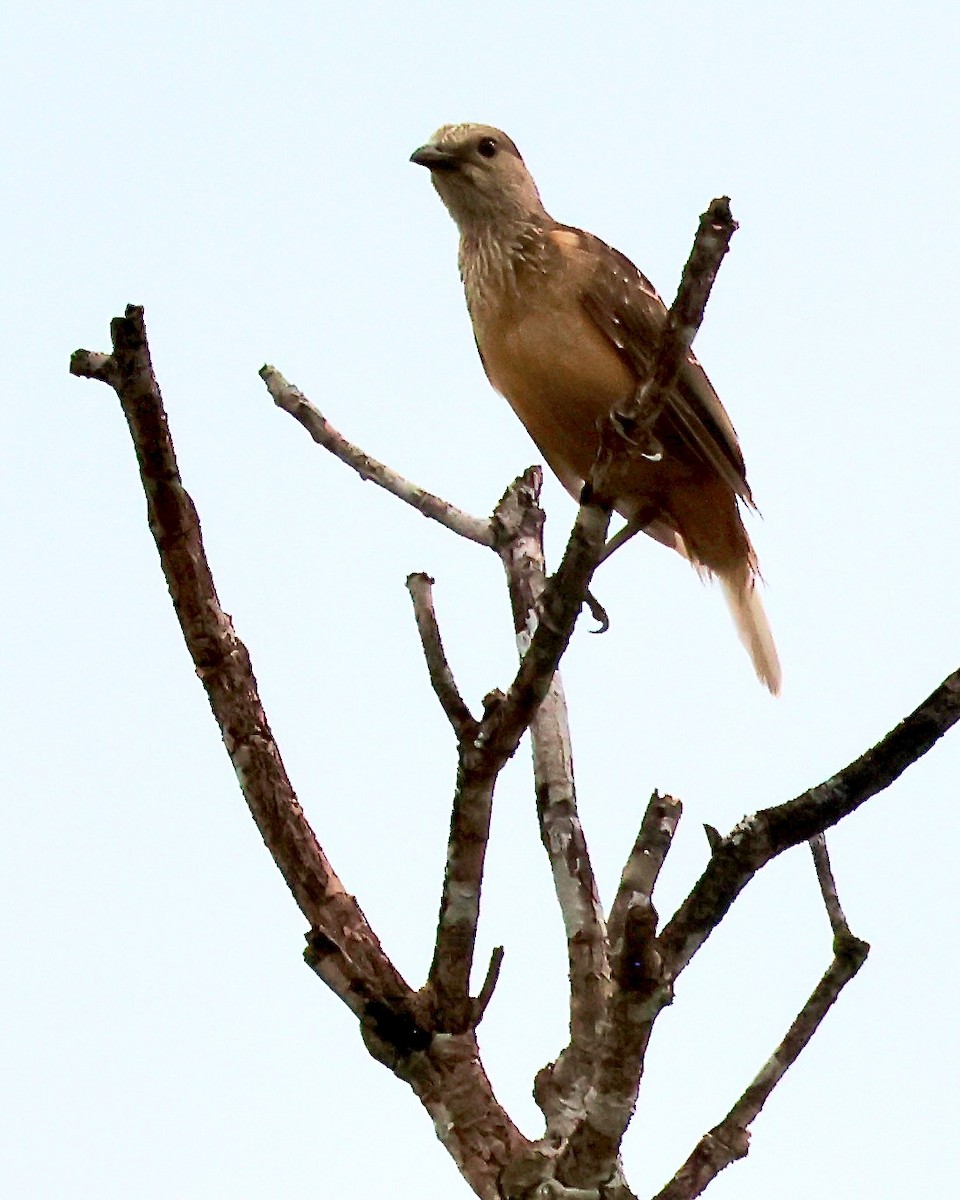 Fawn-breasted Bowerbird - ML645138622