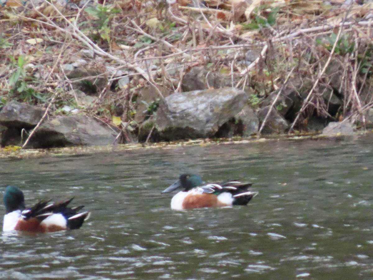 Mestolone - ML645138625